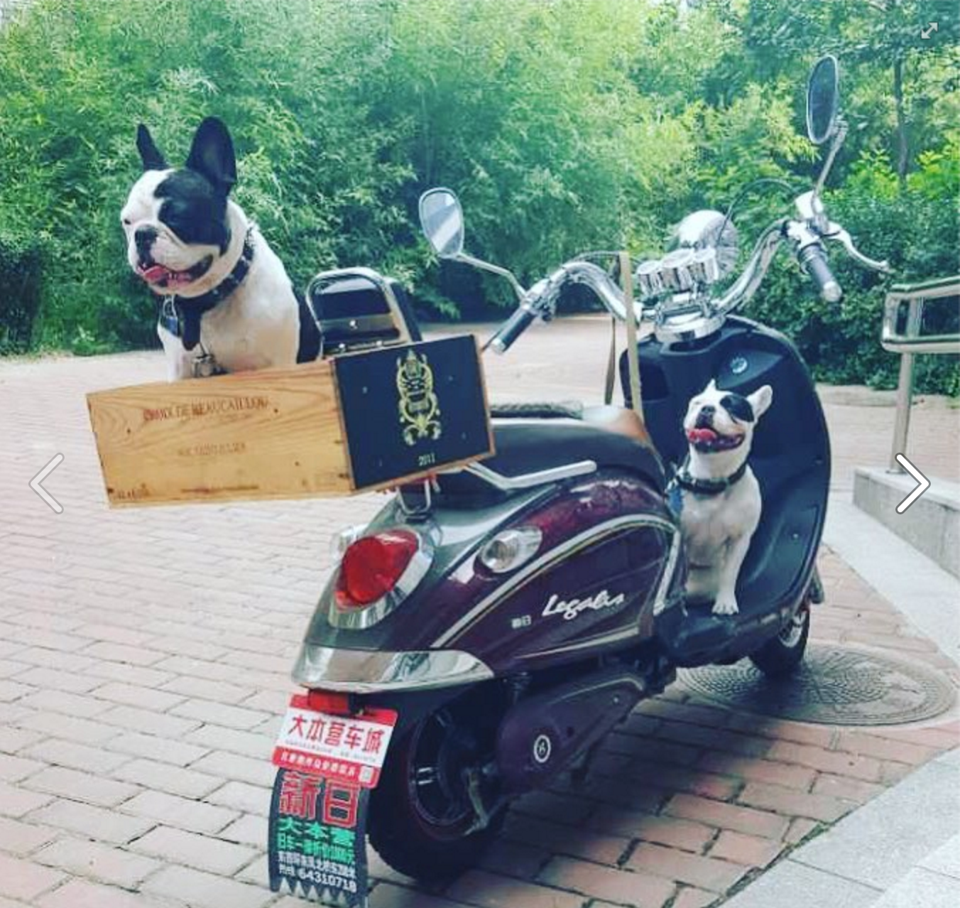 The Weekly Dog’s Wine Review II